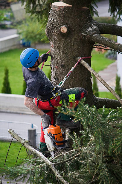 Professional Tree Care  in Navajo, NM